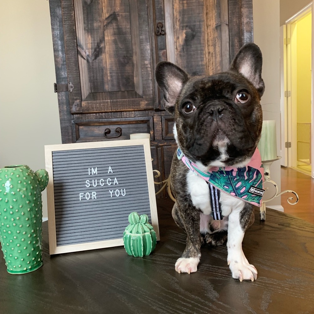 Frenchie appreciation post 💕💕 - Picture 5 of 8